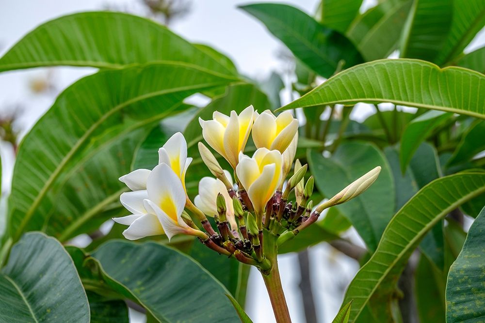 Plumeria